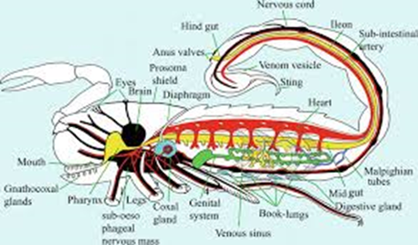 scorpion internal diagram.png